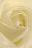 Standing in the heart of Northwood, this striking close-up draws you deep into the centre of a cream-white rose-a bloom so delicate and evocative, it's as if you're nestled within its silky embrace. Each petal spirals gracefully, their nearly translucent edges kissed by gentle light that echoes the soft dawns of Eastbury Fields. Shadows curl between the ivory folds, imparting a quiet drama and tantalising depth. The abundant softness feels whisper-light, reminiscent of rose petals dusted in early morning dew, and invites the mind to imagine a fragrance light as air yet unmistakable. There is serenity here-the calm assurance and emotional resonance that a Northwood florist brings to every sympathy or celebration bouquet. This rose, the purest symbol of devotion and new beginnings, carries the artistry of skilled hands and the spirit of a close-knit local community. The composition tells a story not only of floral elegance but of moments made meaningful by thoughtfulness, making it the perfect choice for conveying sympathy, admiration, or to mark life's milestones throughout Northwood.